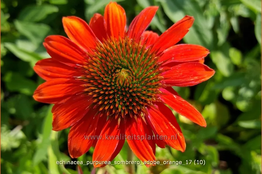 Echinacea purpurea 'Sombrero Adobe Orange'