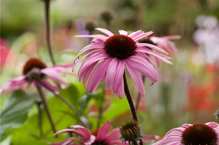 Echinacea purpurea 'Augustkönigin'