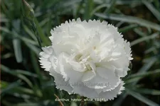 Dianthus 'Haytor White'