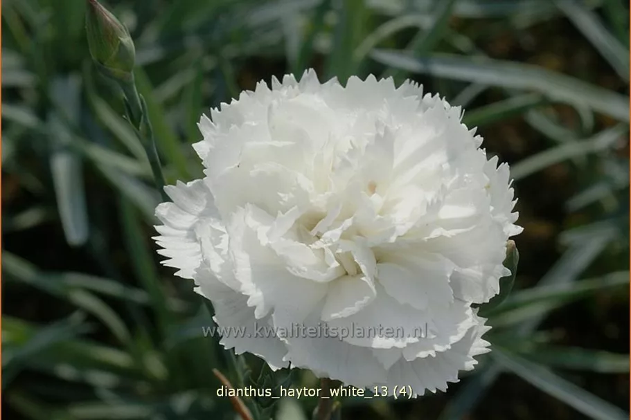 Dianthus 'Haytor White'