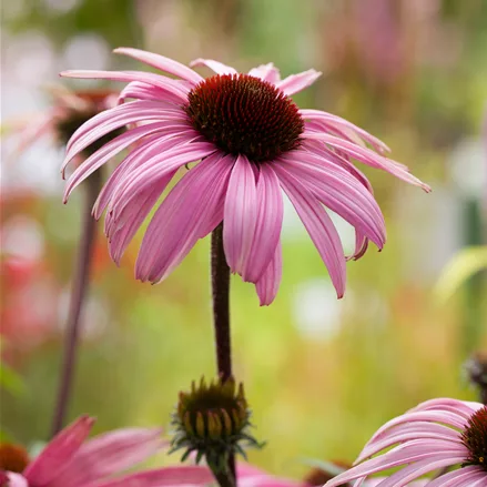 Echinacea purpurea 'Augustkönigin'
