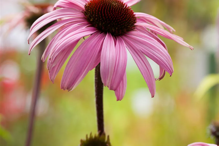 Echinacea purpurea 'Augustkönigin'