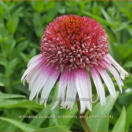 Echinacea purpurea 'Strawberry and Cream'