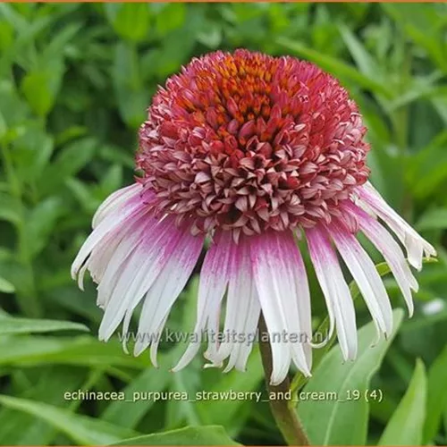 Echinacea purpurea 'Strawberry and Cream'