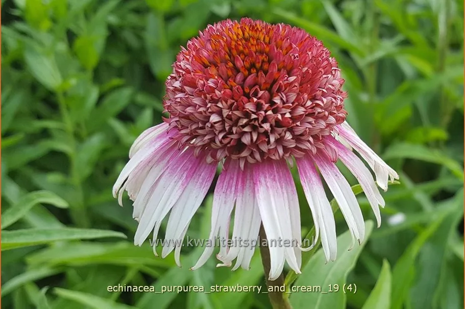Echinacea purpurea 'Strawberry and Cream'