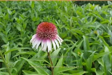 Echinacea purpurea 'Strawberry and Cream'