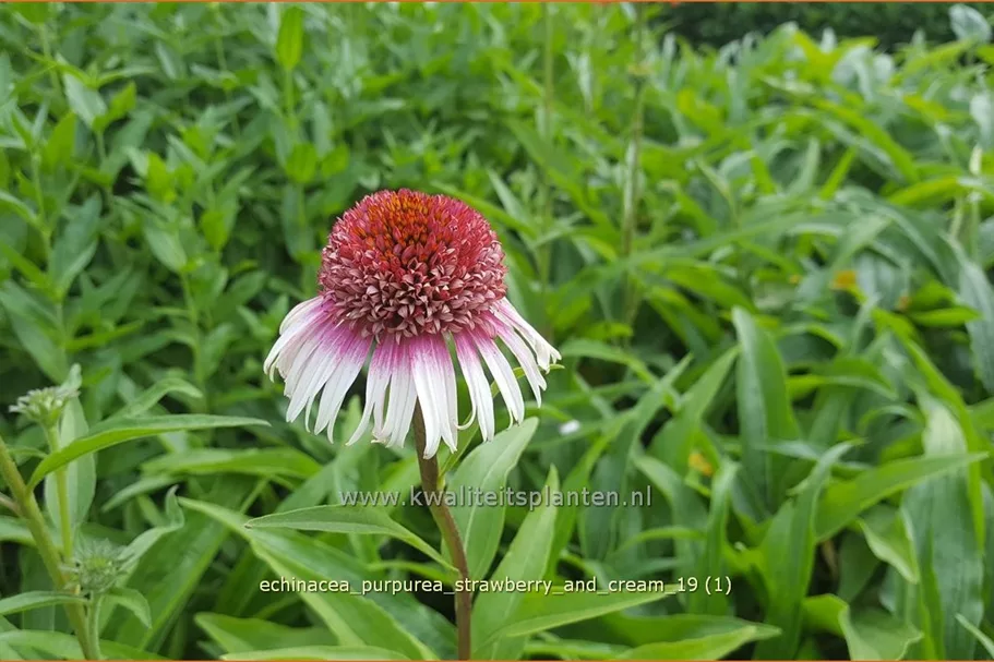 Echinacea purpurea 'Strawberry and Cream'