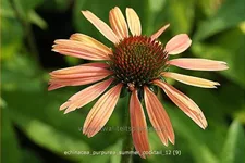 Echinacea purpurea 'Summer Cocktail'
