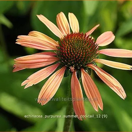 Echinacea purpurea 'Summer Cocktail'