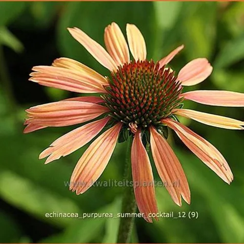 Echinacea purpurea 'Summer Cocktail'