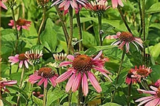 Echinacea purpurea 'Summer Cocktail'