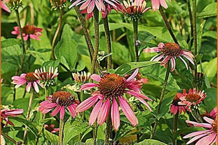 Echinacea purpurea 'Summer Cocktail'