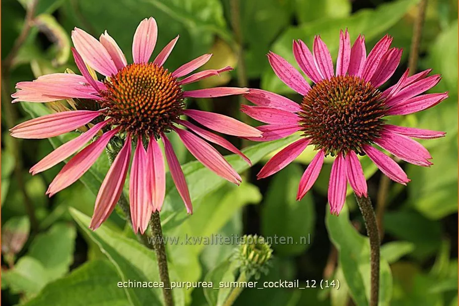 Echinacea purpurea 'Summer Cocktail'