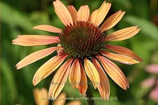 Echinacea purpurea 'Summer Cocktail'