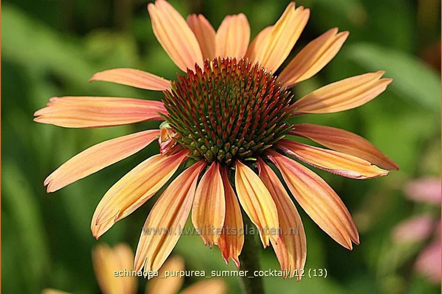 Echinacea purpurea 'Summer Cocktail'