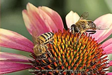 Echinacea purpurea 'Summer Cocktail'