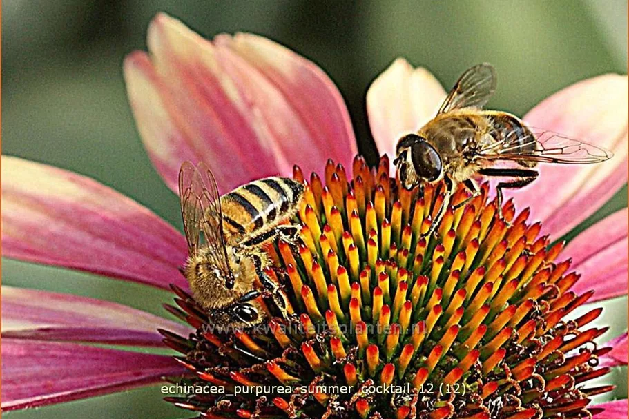 Echinacea purpurea 'Summer Cocktail'