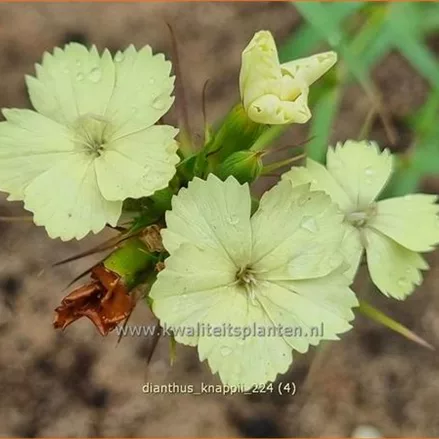 Dianthus knappii
