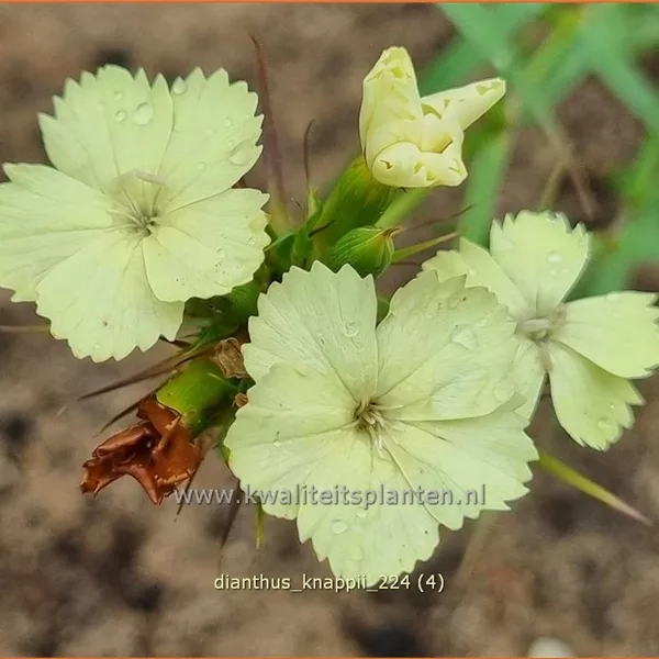 Dianthus knappii
