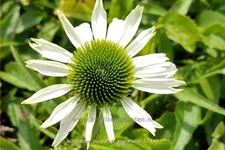 Echinacea purpurea 'Avalanche'®