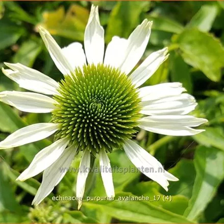 Echinacea purpurea 'Avalanche'®