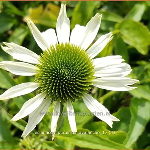 Echinacea purpurea 'Avalanche'®