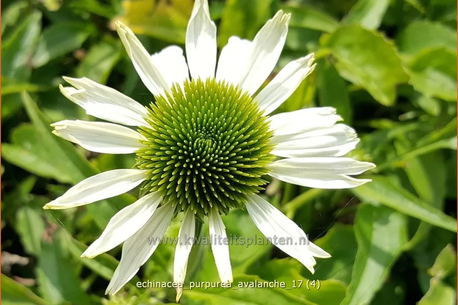 Echinacea purpurea 'Avalanche'®
