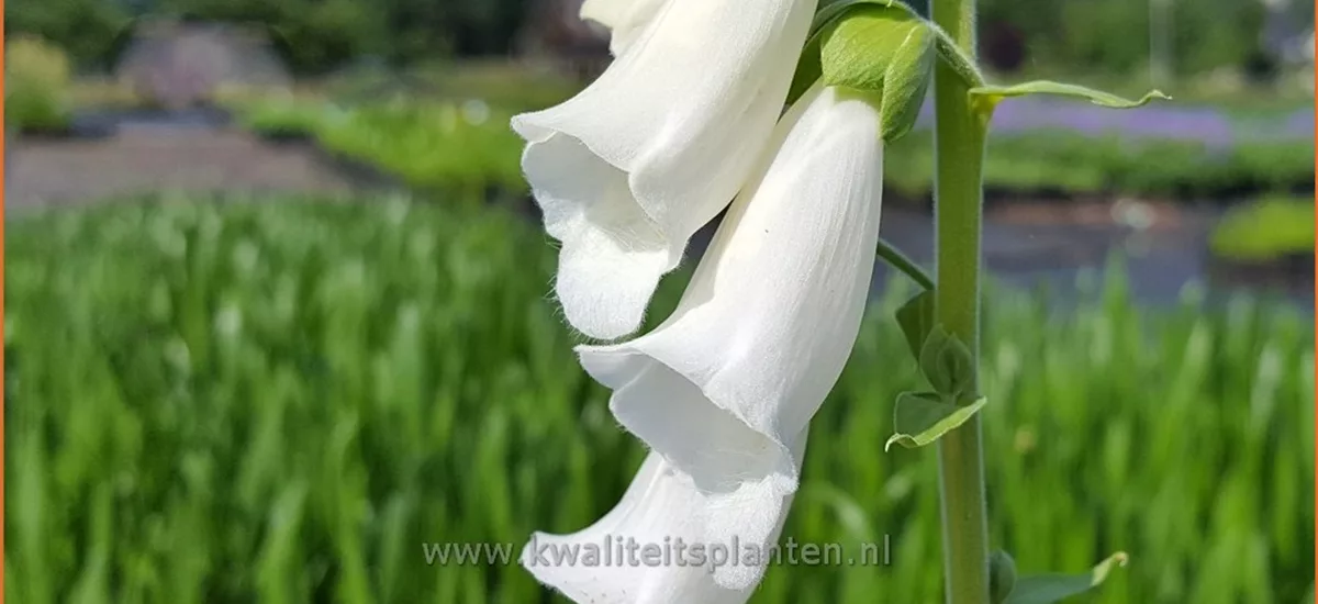 Digitalis purpurea 'Snow Thimble'