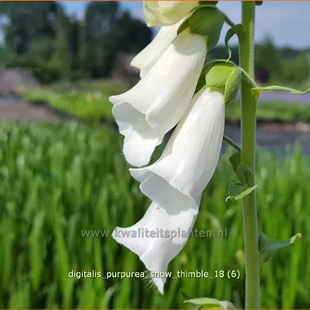 Digitalis purpurea 'Snow Thimble'