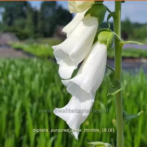 Digitalis purpurea 'Snow Thimble'