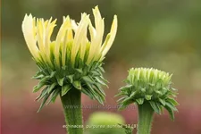 Echinacea purpurea 'Sunrise'®
