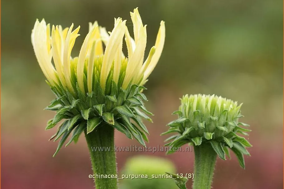 Echinacea purpurea 'Sunrise'®