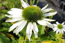 Echinacea purpurea 'Avalanche'®