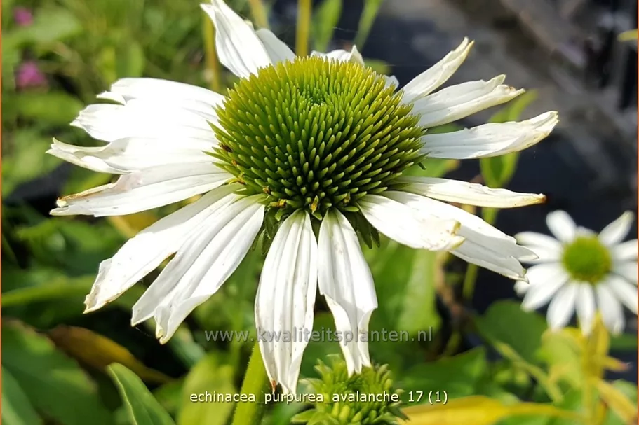 Echinacea purpurea 'Avalanche'®