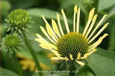 Echinacea purpurea 'Sunrise'®