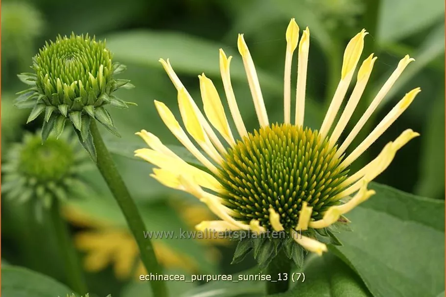 Echinacea purpurea 'Sunrise'®