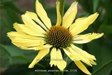 Echinacea purpurea 'Sunrise'®
