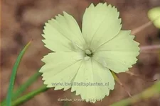 Dianthus knappii