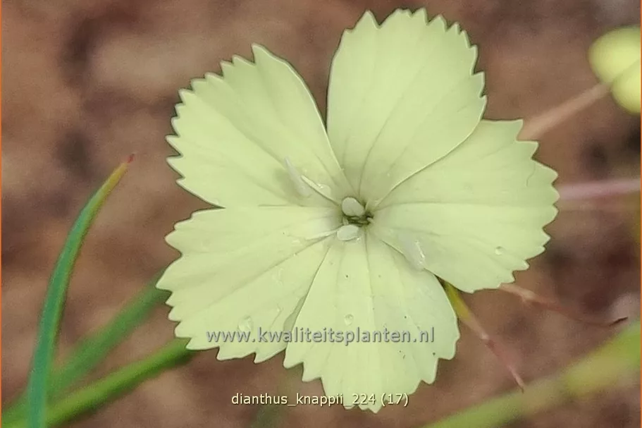 Dianthus knappii