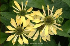 Echinacea purpurea 'Sunrise'®