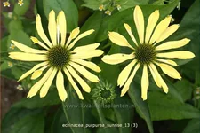 Echinacea purpurea 'Sunrise'®