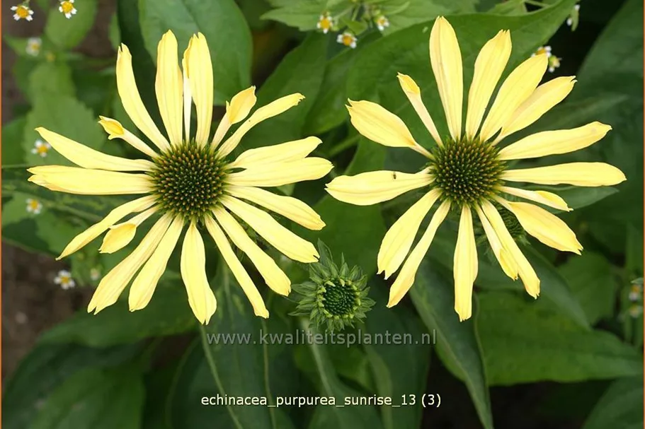 Echinacea purpurea 'Sunrise'®