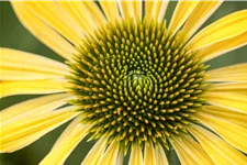 Echinacea purpurea 'Sunrise'®