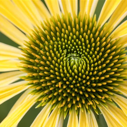 Echinacea purpurea 'Sunrise'®