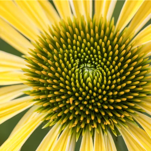 Echinacea purpurea 'Sunrise'®
