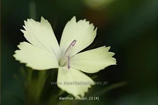 Dianthus knappii