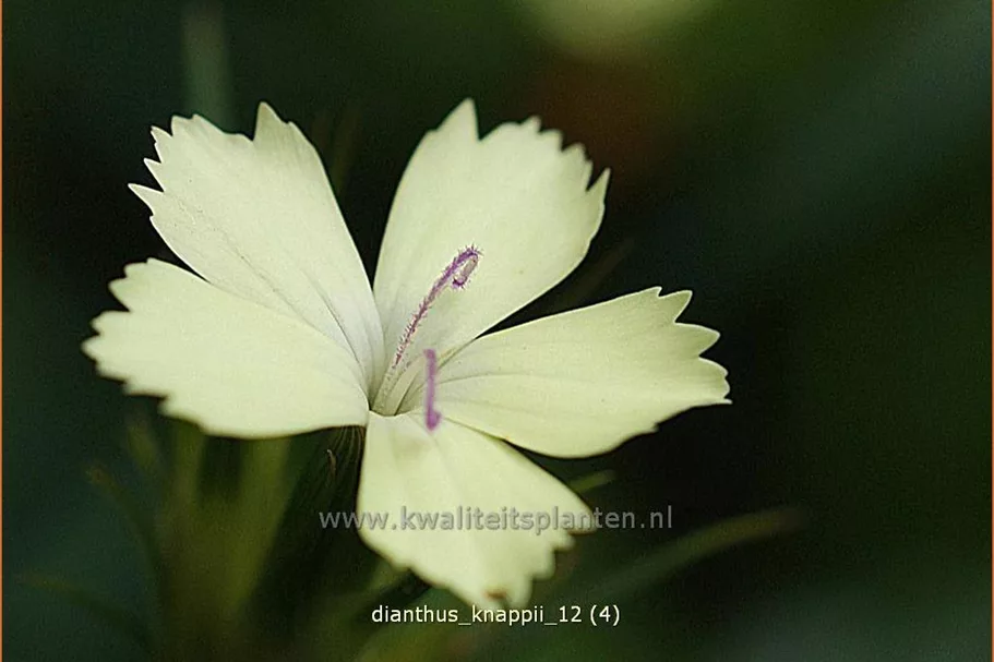 Dianthus knappii