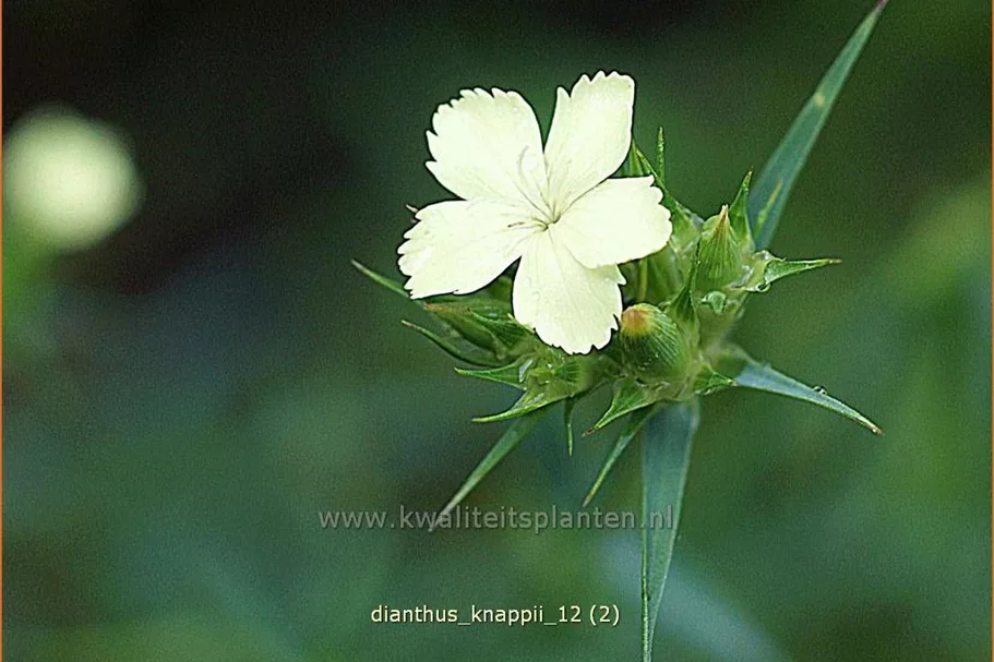 Dianthus knappii