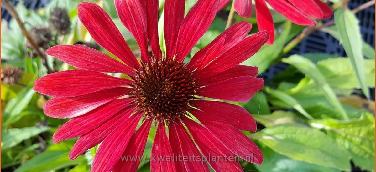 Echinacea purpurea 'Sweet Meadow Mama'