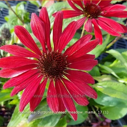 Echinacea purpurea 'Sweet Meadow Mama'